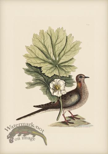 024 Turtle of Carolina